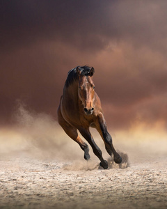 向前跑湾马向前跑在乌云和尘埃背景照片