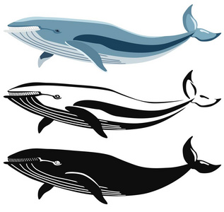 蓝鲸和其轮廓的图像集。矢量