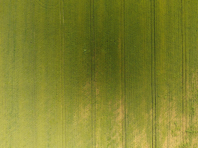 麦田的纹理。年轻的绿色小麦在球场上的背景。直升机的照片。航拍照片的麦田