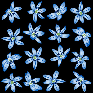黑色背景上的蓝色花。