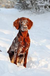 雪地里爱尔兰赛特犬