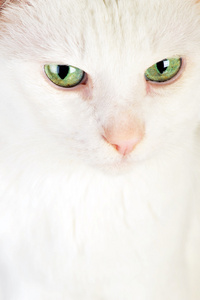 白色家用猫猫