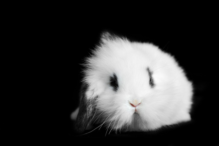 美丽的兔子