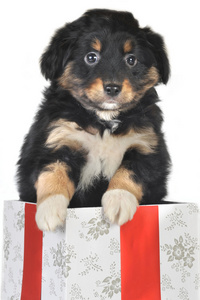 小狗和礼品盒
