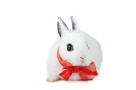 带红色丝带的兔子