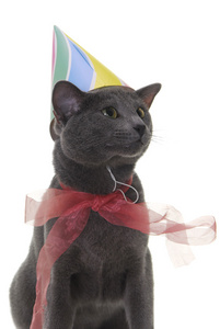 带着生日帽和丝带的猫