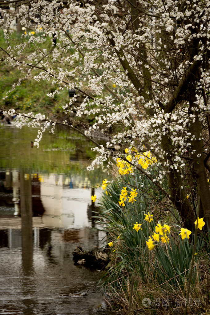 水仙花和开花在河岸边