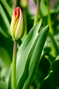 红色郁金香花蕾