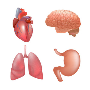 现实的人体器官设置解剖