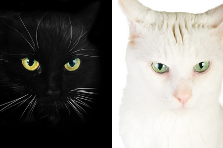 黑猫白猫图片