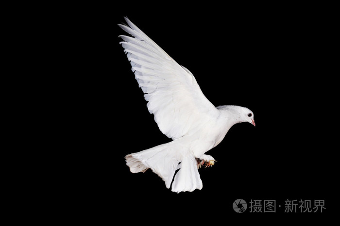 白鸽和手