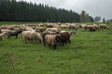 在绿色的草原上 44 毛羊