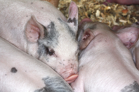 睡着的猪简笔画图片