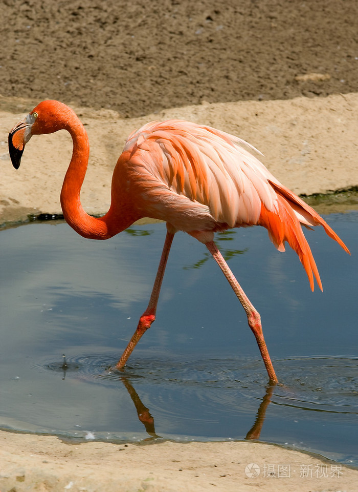 红鹳火烈鸟羽毛粉红长颈的大涉禽