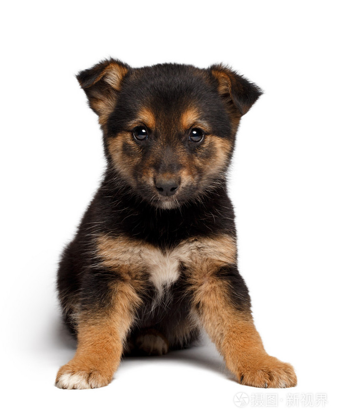 小混合品种羊狗与狗