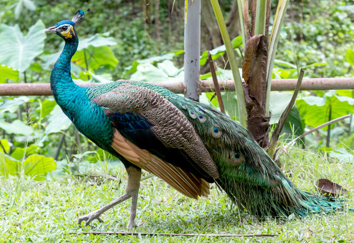 在大自然中自然孔雀