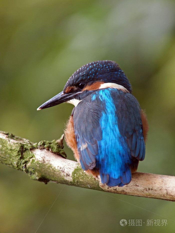 翠鸟坐在树枝上