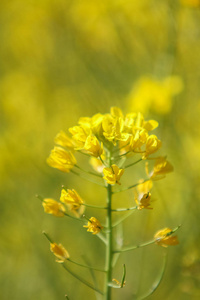 黄色字段芥末