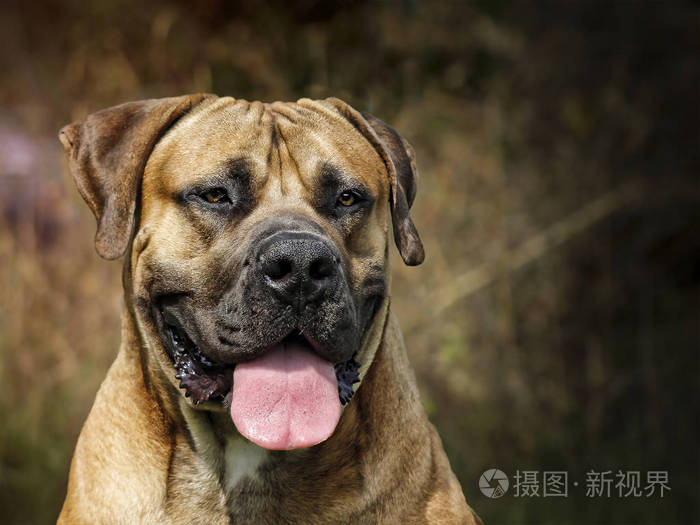 南非獒-头像-南非照片-正版商用图片00v6xe-摄图新视界