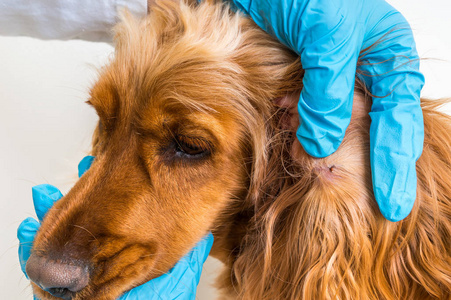 蜱虫去除可卡犬狗的兽医