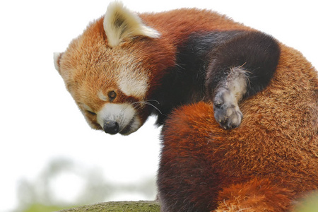 大熊猫火狐或较小的熊猫(分类名称:猫照片