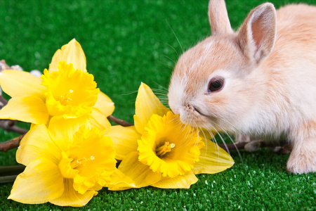 小兔子和黄色水仙