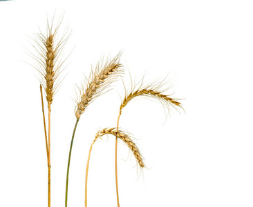 小麦在白色背景上孤立