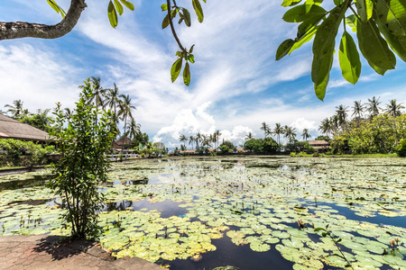 印度尼西亚巴厘岛热带湖上的莲花种植园