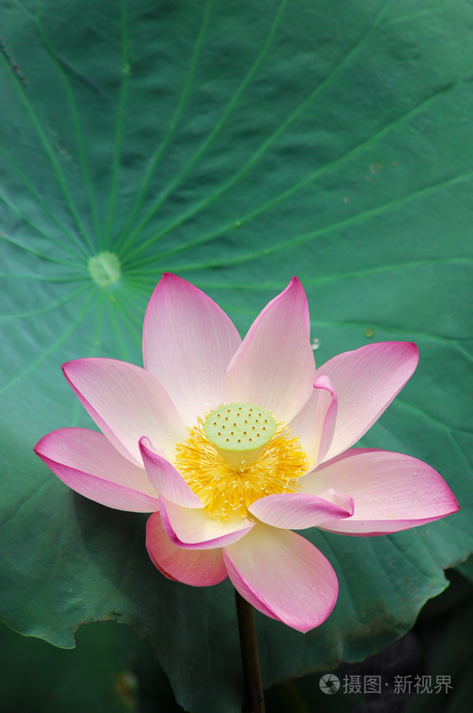 粉色荷花照片-正版商用图片00vedc-摄图新视界