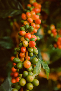 树咖啡的颜色