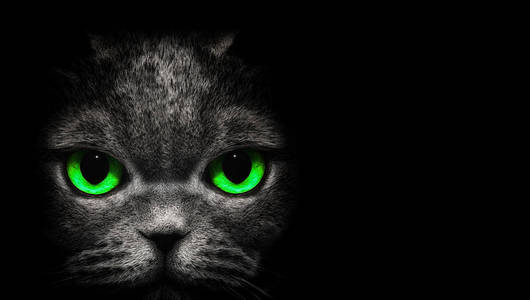 从黑暗中查看。只在黑色背景上的绿色眼睛的猫