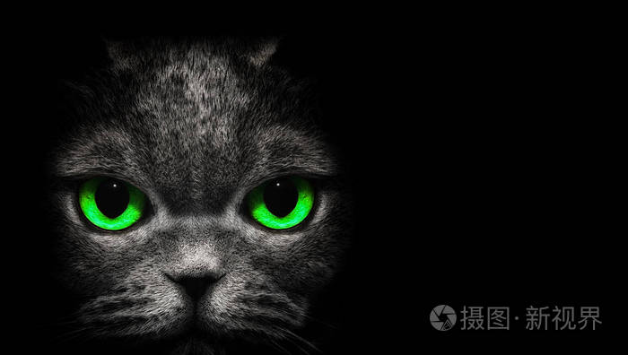 从黑暗中查看只在黑色背景上的绿色眼睛的猫