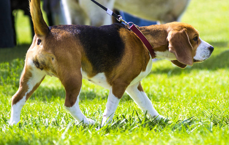 在绿色草地上的犬。特写的小猎犬。比格犬肖像