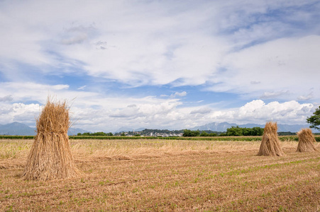 农业景观。成捆的小麦
