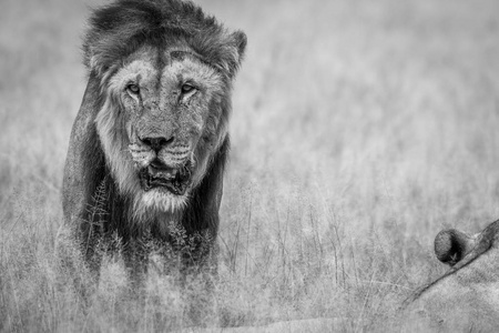 大的雄性狮子站在高高的草丛中