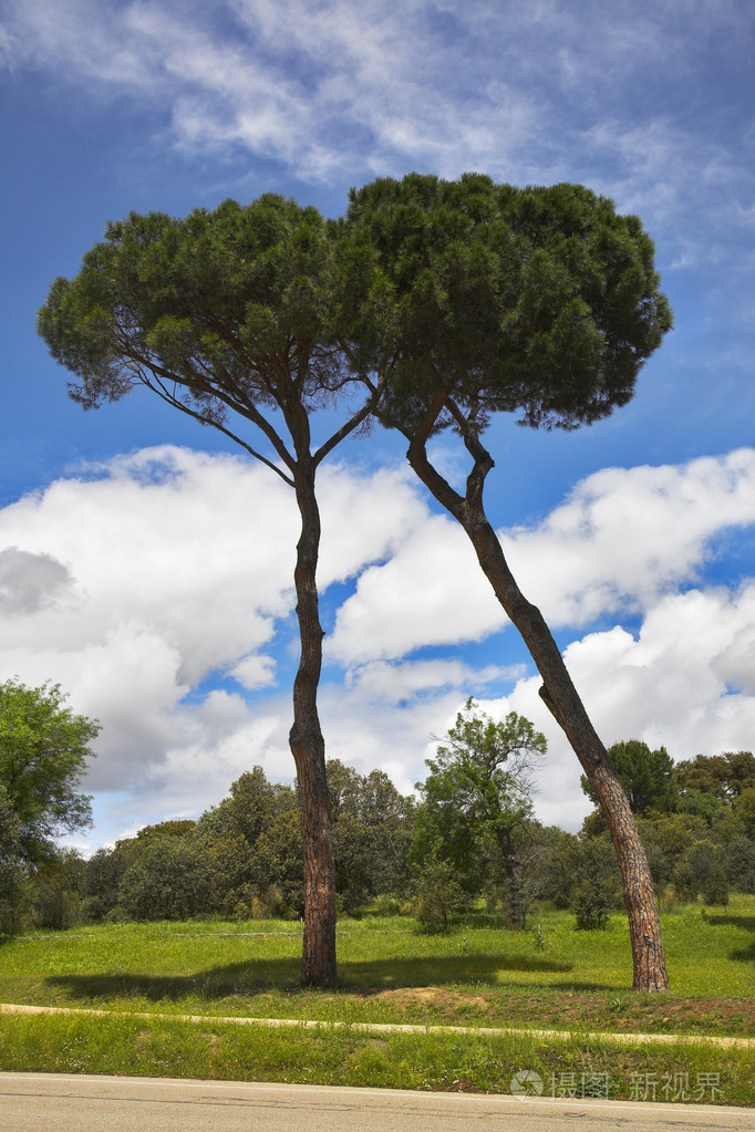 在林间空地上的两个迷人的树