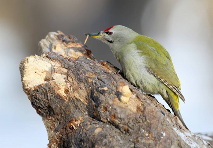 树上的雄性灰色啄木鸟特写肖像