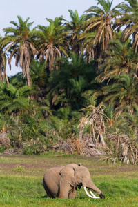 在沼泽里的巨象。安博塞利 肯尼亚。非洲
