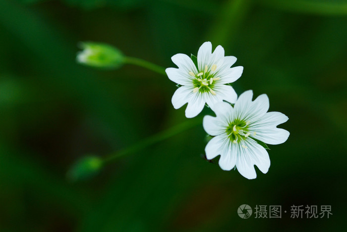 两个小野生白花