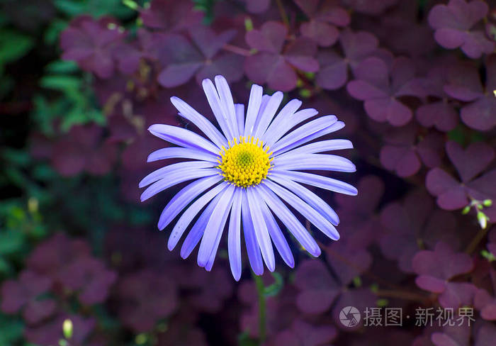 在花园里的麝香叶子背景蓝色雏菊