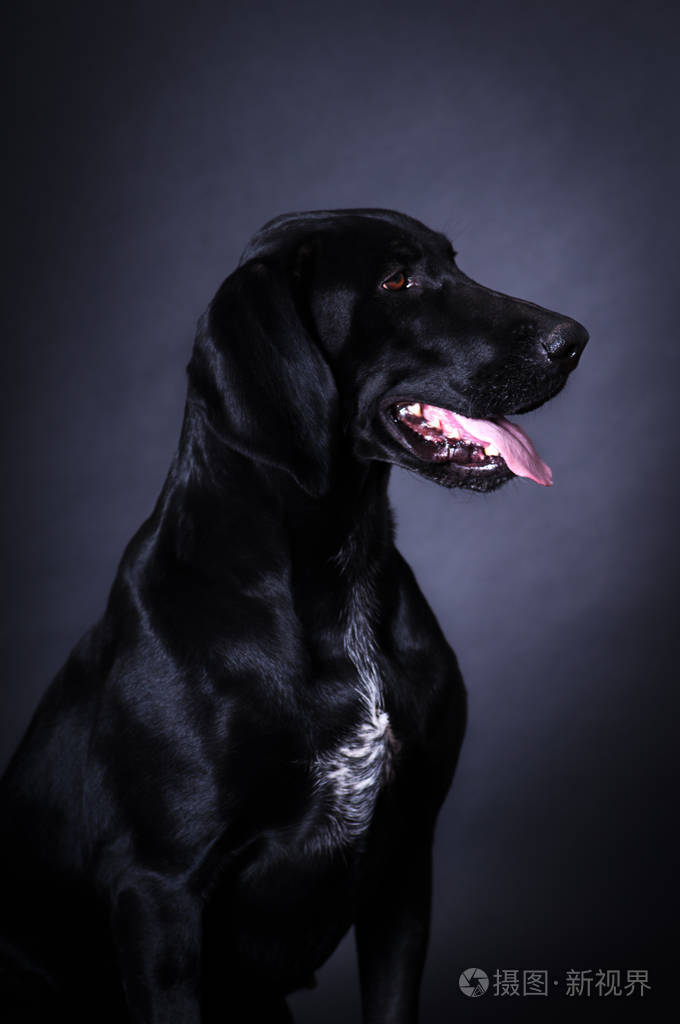 黑犬肖像