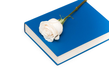 蓝皮书孤立朵白色的玫瑰
