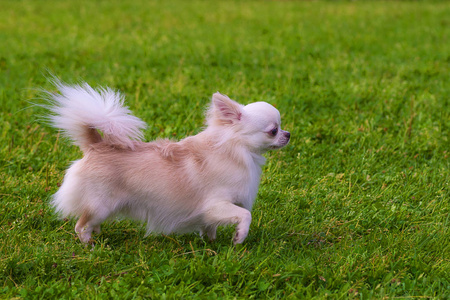 黑暗的博美犬施皮茨