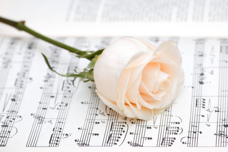 在音符上的单个白玫瑰