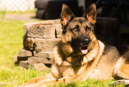 纯种德国牧羊犬的狗犬宠物放下