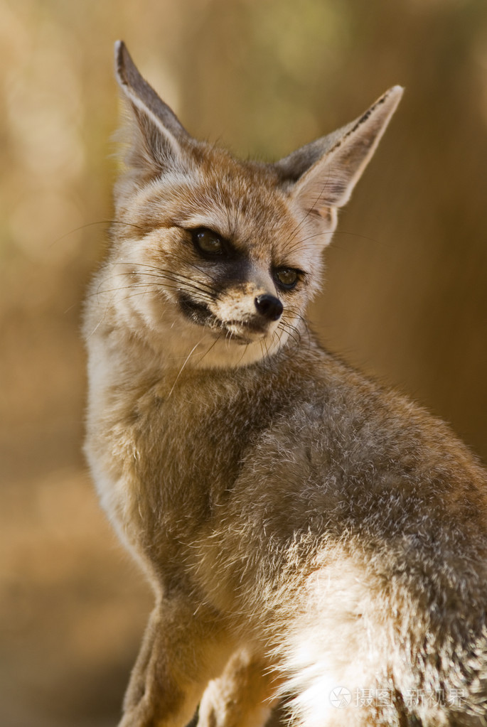 一种非洲产的大耳小狐
