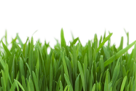 在白色的绿色玻璃图片