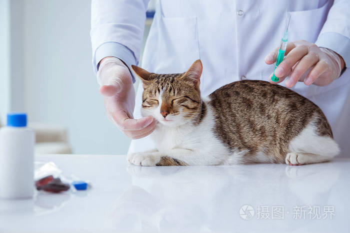 猫咪来访兽医做定期检查