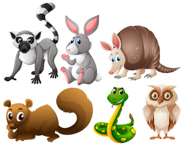 不同种类的动物照片