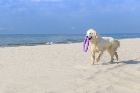 在海滩上的金毛猎犬